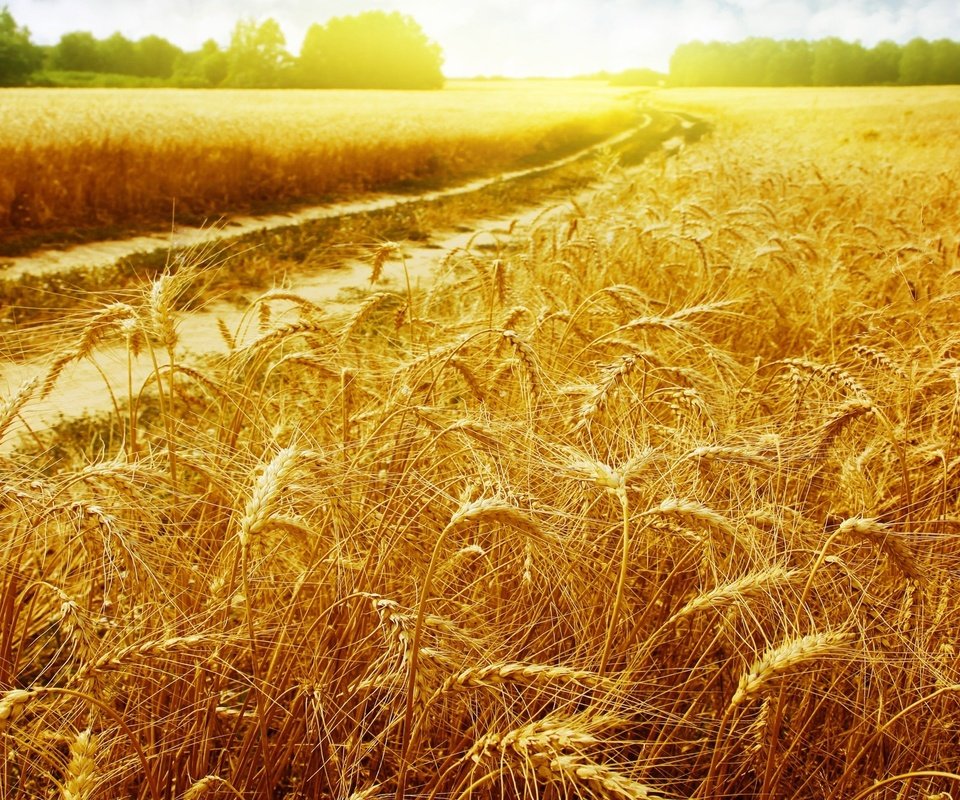 Обои лучи, пейзаж, поле, колосья, пшеница, колоски, золотые, golden field, rays, landscape, field, ears, wheat, spikelets, gold разрешение 1920x1333 Загрузить