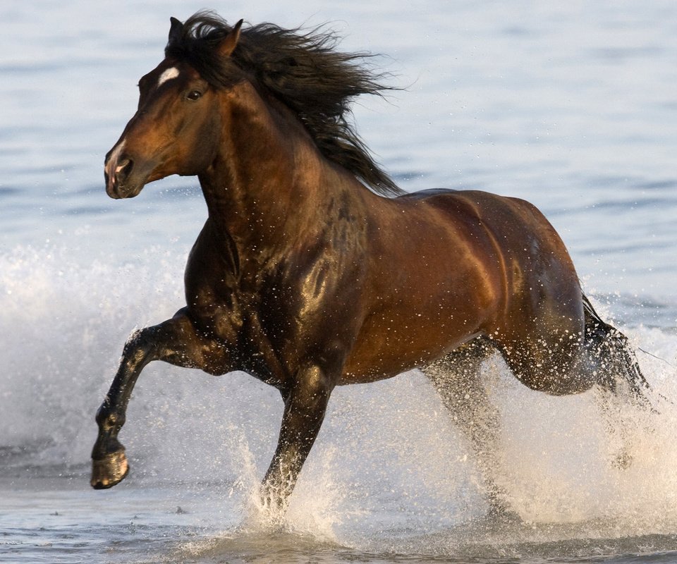 Обои лошадь, вода, брызги, конь, грива, копыта, horse, water, squirt, mane, hooves разрешение 1920x1080 Загрузить