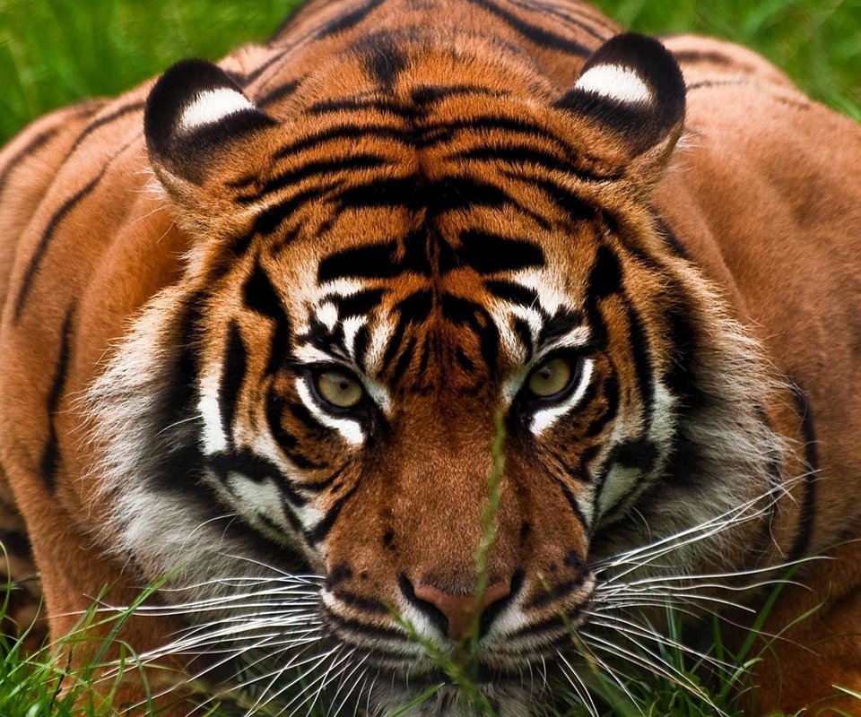Обои тигр, морда, трава, взгляд, хищник, большая кошка, охота, tiger, face, grass, look, predator, big cat, hunting разрешение 1920x1200 Загрузить