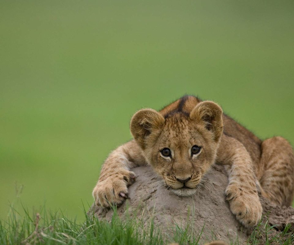 Обои лев, львёнок, детеныш, leo, lion, cub разрешение 1920x1200 Загрузить