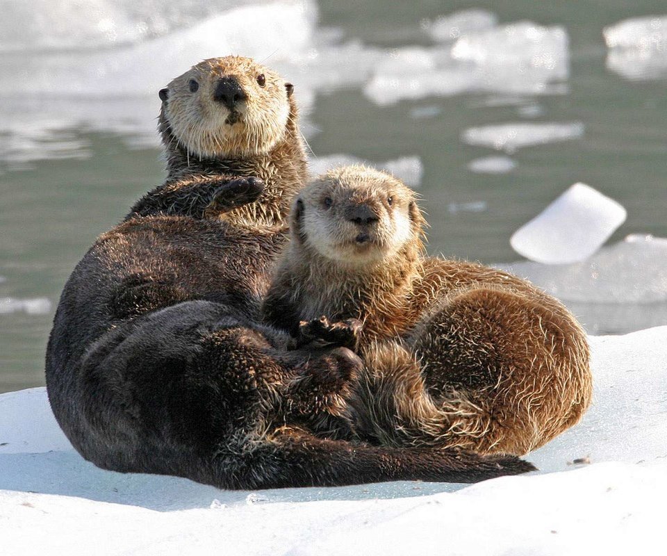 Обои вода, природа, животные, лёд, выдра, выдры, water, nature, animals, ice, otter, otters разрешение 1920x1200 Загрузить