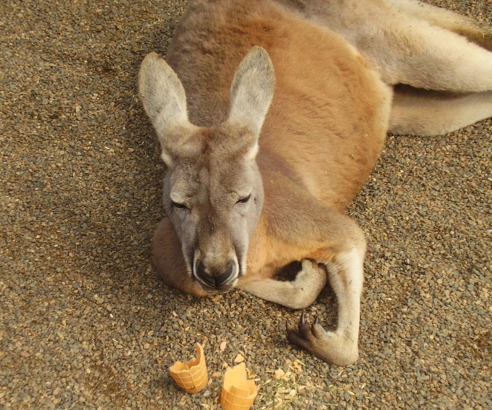 Обои животное, кенгуру, сумчатое, кенгурёнок, animal, kangaroo, marsupials разрешение 1920x1200 Загрузить