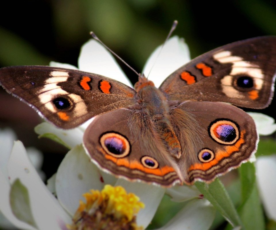 Обои цветы, макро, бабочка, крылья, насекомые, flowers, macro, butterfly, wings, insects разрешение 2560x1600 Загрузить