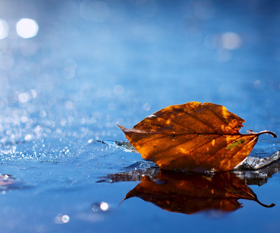 Обои вода, желтый, листок, осень, лист, блеск, опавший, water, yellow, leaf, autumn, sheet, shine, fallen разрешение 1920x1200 Загрузить