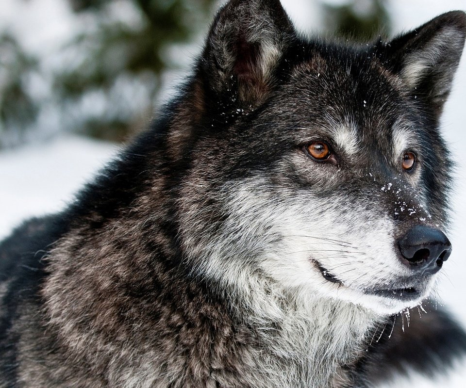 Обои глаза, морда, снег, зима, взгляд, хищник, волк, eyes, face, snow, winter, look, predator, wolf разрешение 2560x1600 Загрузить