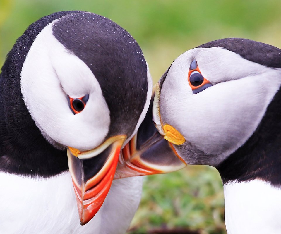 Обои природа, птицы, тупик, атлантический тупик, nature, birds, stalled, atlantic puffin разрешение 1920x1200 Загрузить