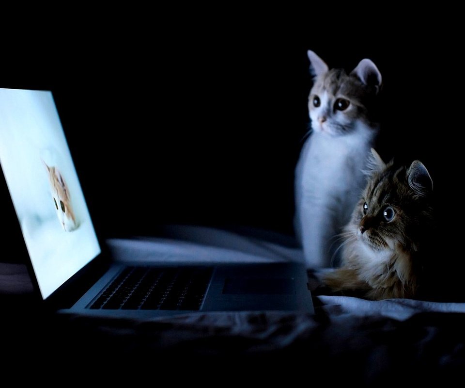 Обои ночь, кошки, ноутбук, night, cats, laptop разрешение 2000x1377 Загрузить