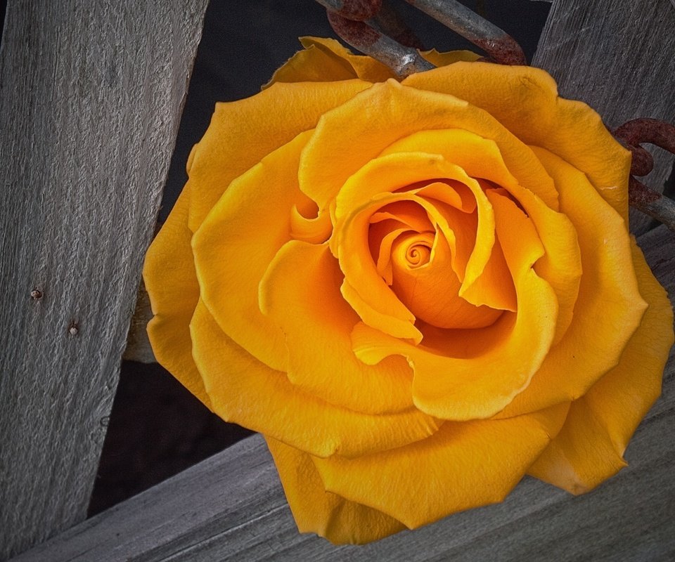 Обои роза, жёлтая, rose, yellow разрешение 2560x1440 Загрузить