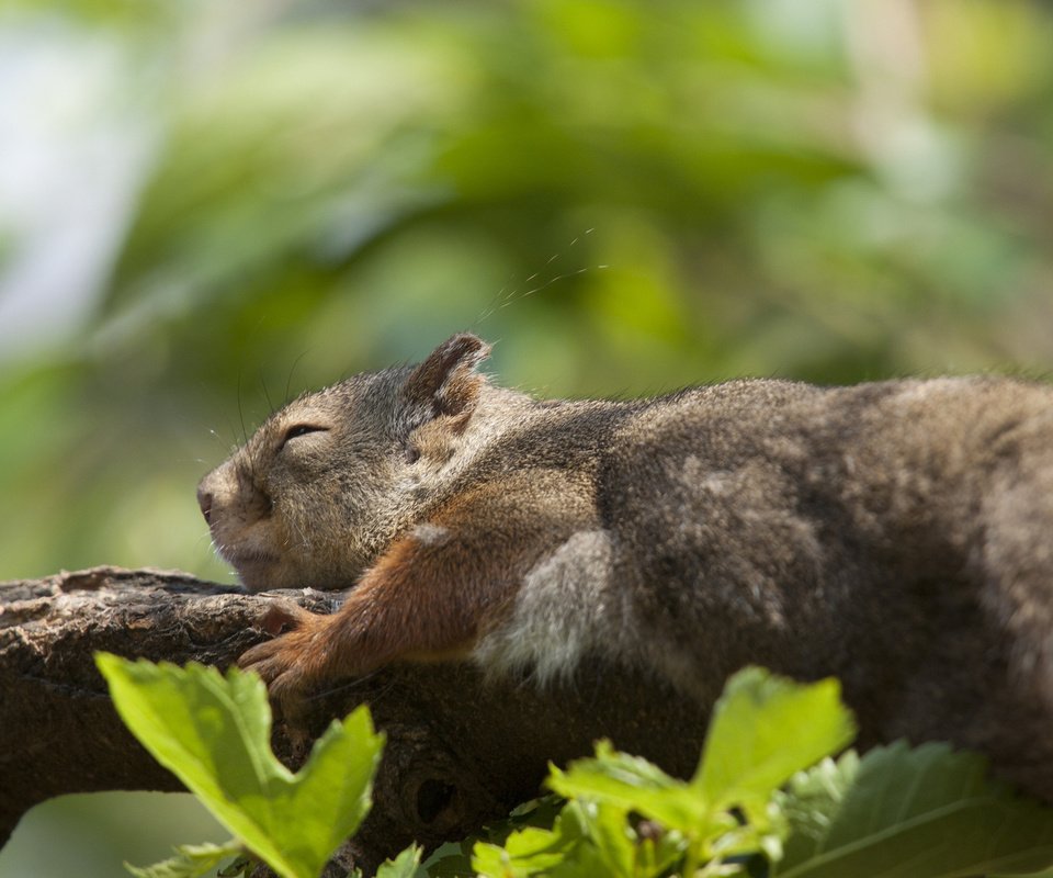 Обои ветка, природа, листья, животные, лето, спит, белка, branch, nature, leaves, animals, summer, sleeping, protein разрешение 1920x1200 Загрузить