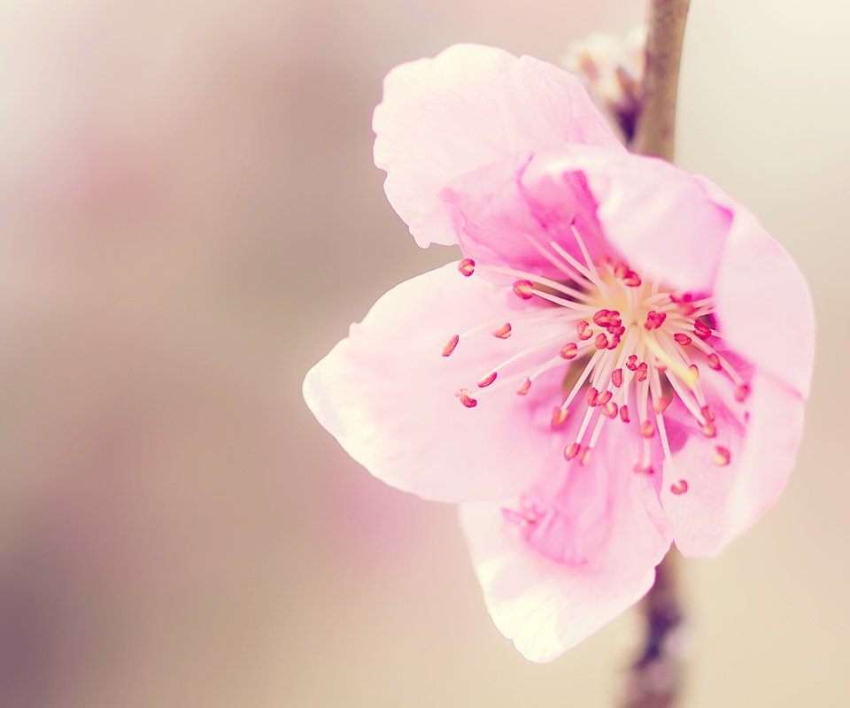 Обои макро, цветок, розовый, сакура, нежность, rozovyj, nezhnost, nastroenie, macro, flower, pink, sakura, tenderness разрешение 2560x1600 Загрузить