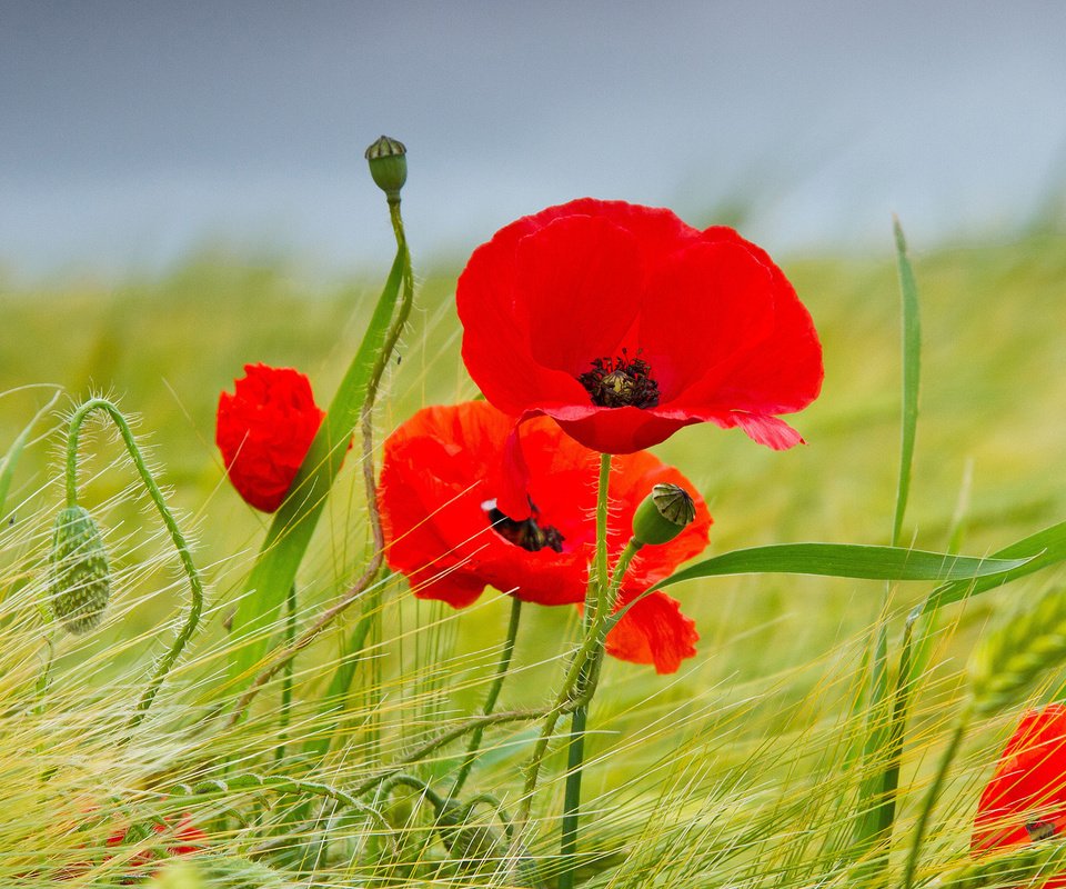 Обои цветы, поле, лето, красные, маки, колосья, пшеница, flowers, field, summer, red, maki, ears, wheat разрешение 1920x1200 Загрузить