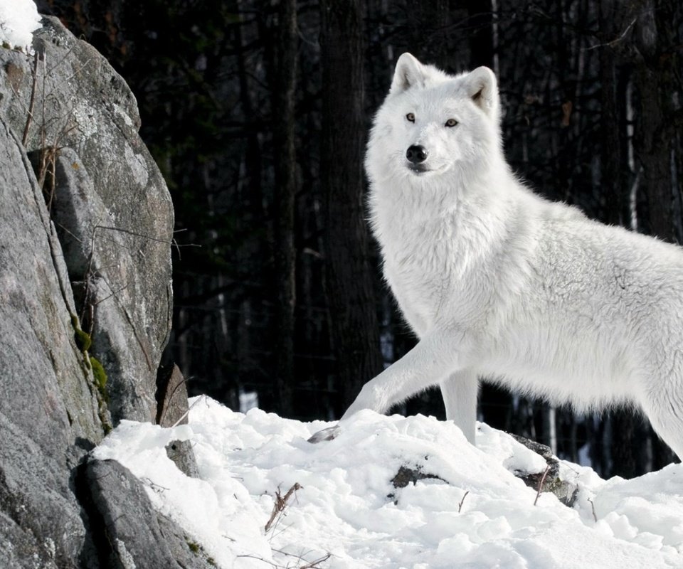 Обои снег, камни, зима, шерсть, белый, хищник, волк, snow, stones, winter, wool, white, predator, wolf разрешение 1920x1080 Загрузить