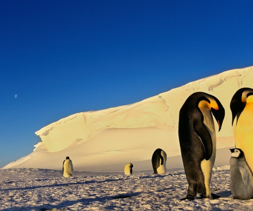 Обои снег, птицы, льдины, пингвины, антарктика, snow, birds, ice, penguins, antarctica разрешение 1920x1200 Загрузить
