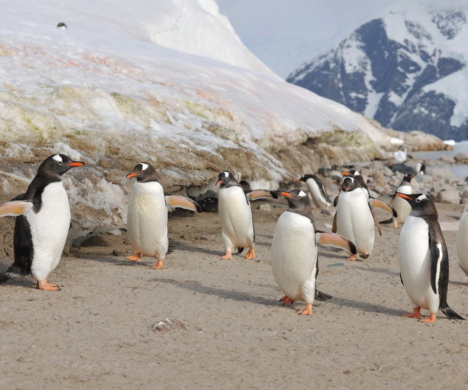Обои птицы, семья, пингвины, антарктика, птенцы, birds, family, penguins, antarctica, chicks разрешение 2560x1600 Загрузить