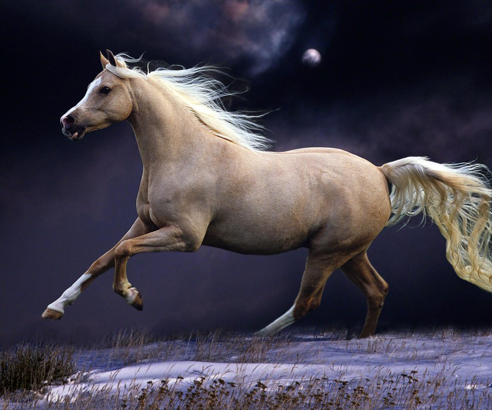 Обои небо, лошадь, ночь, снег, конь, грива, хвост, галоп, the sky, horse, night, snow, mane, tail, gallop разрешение 1920x1080 Загрузить