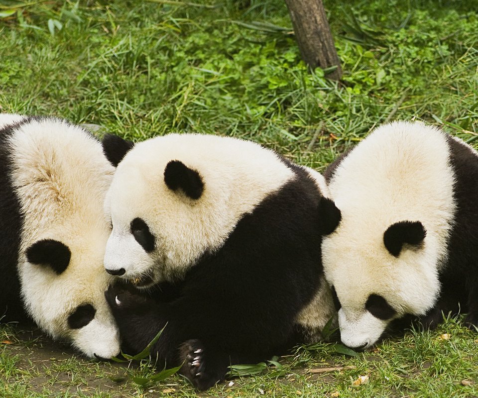 Обои трава, животные, панды, бамбуковый медведь, большая панда, grass, animals, panda, bamboo bear, the giant panda разрешение 2560x1600 Загрузить