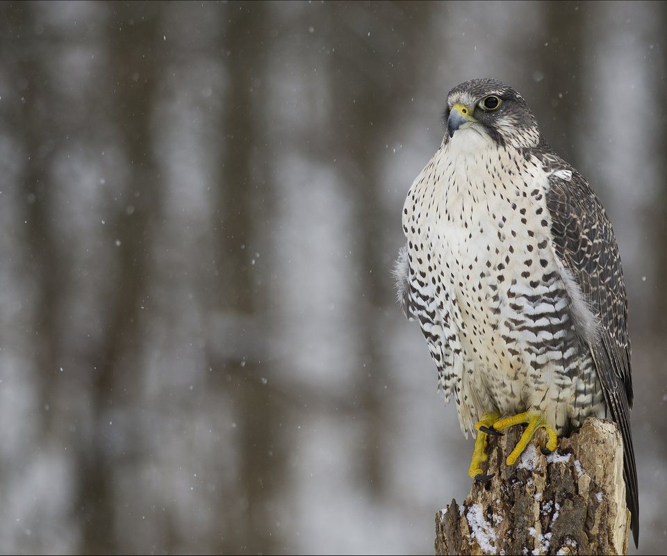 Обои снег, зима, взгляд, хищник, птица, сокол, кречет, snow, winter, look, predator, bird, falcon, merlin разрешение 2048x1486 Загрузить