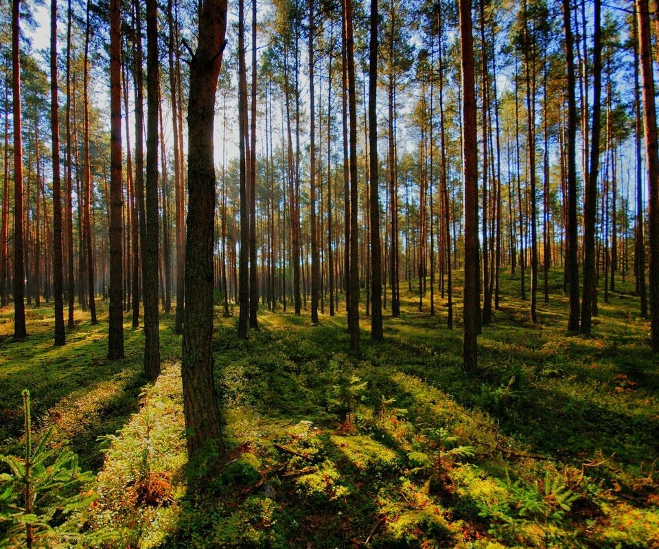 Обои свет, деревья, тень, хвойный, природа.лес, light, trees, shadow, coniferous, nature.forest разрешение 1920x1200 Загрузить