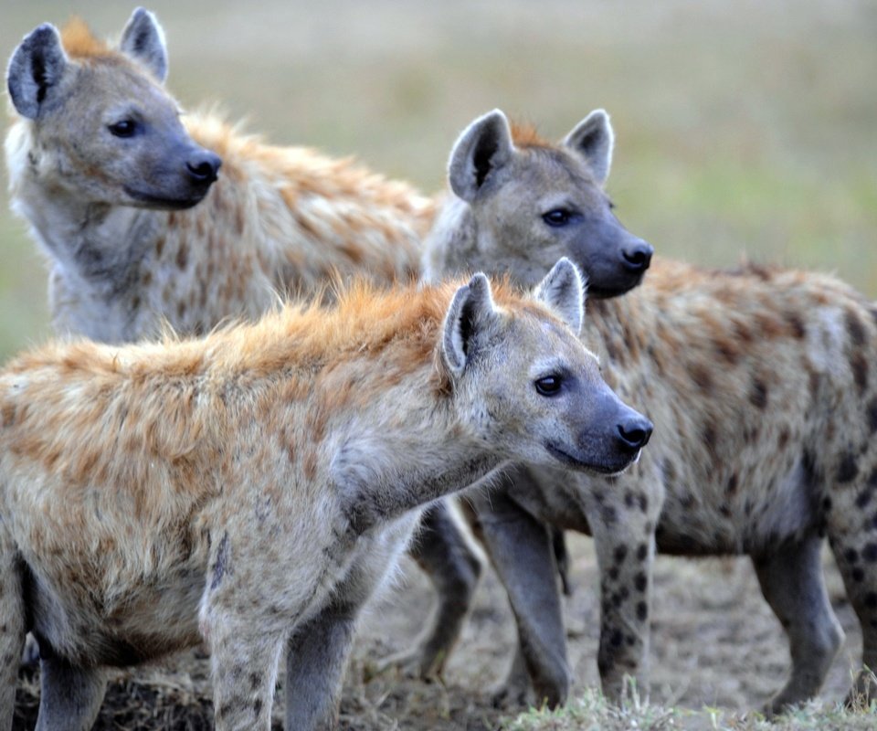 Обои хищники, стая, гиены, гиеновые, пятнистые гиены, пятнистая гиена, predators, pack, hyenas, spotted hyenas, spotted hyena разрешение 2690x1865 Загрузить