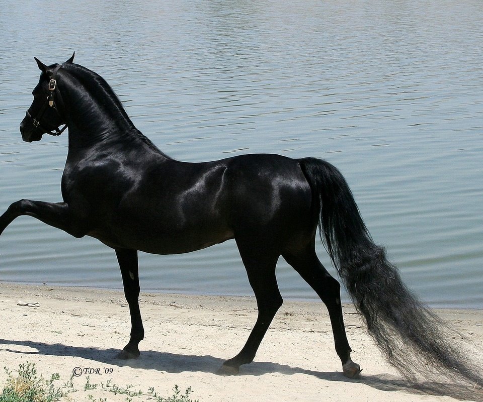 Обои лошадь, черный, конь, арабская порода, чистокровый жеребец, horse, black, the arabian breed, cystography stallion разрешение 1920x1200 Загрузить