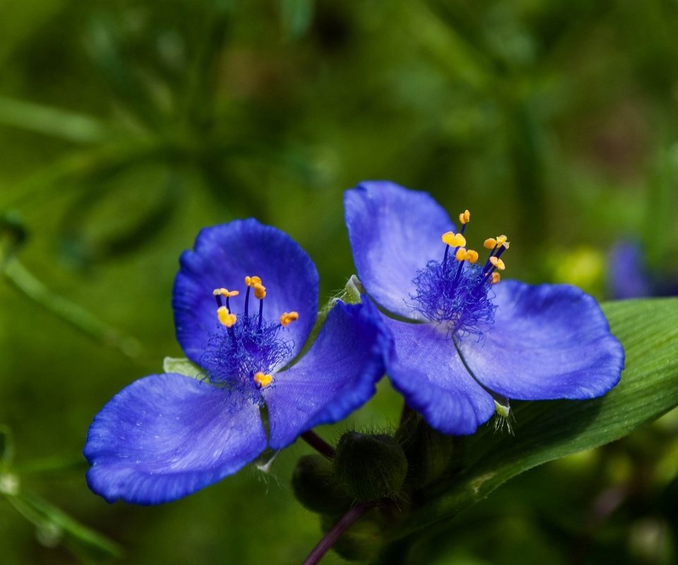 Обои цветы, синие цветы, традесканции, flowers, blue flowers, spiderwort разрешение 2048x1371 Загрузить
