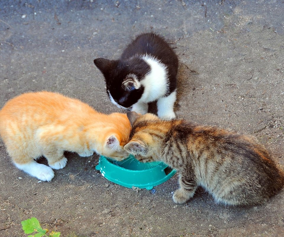 Обои кошки, котята, молоко, миска, cats, kittens, milk, bowl разрешение 2048x1365 Загрузить