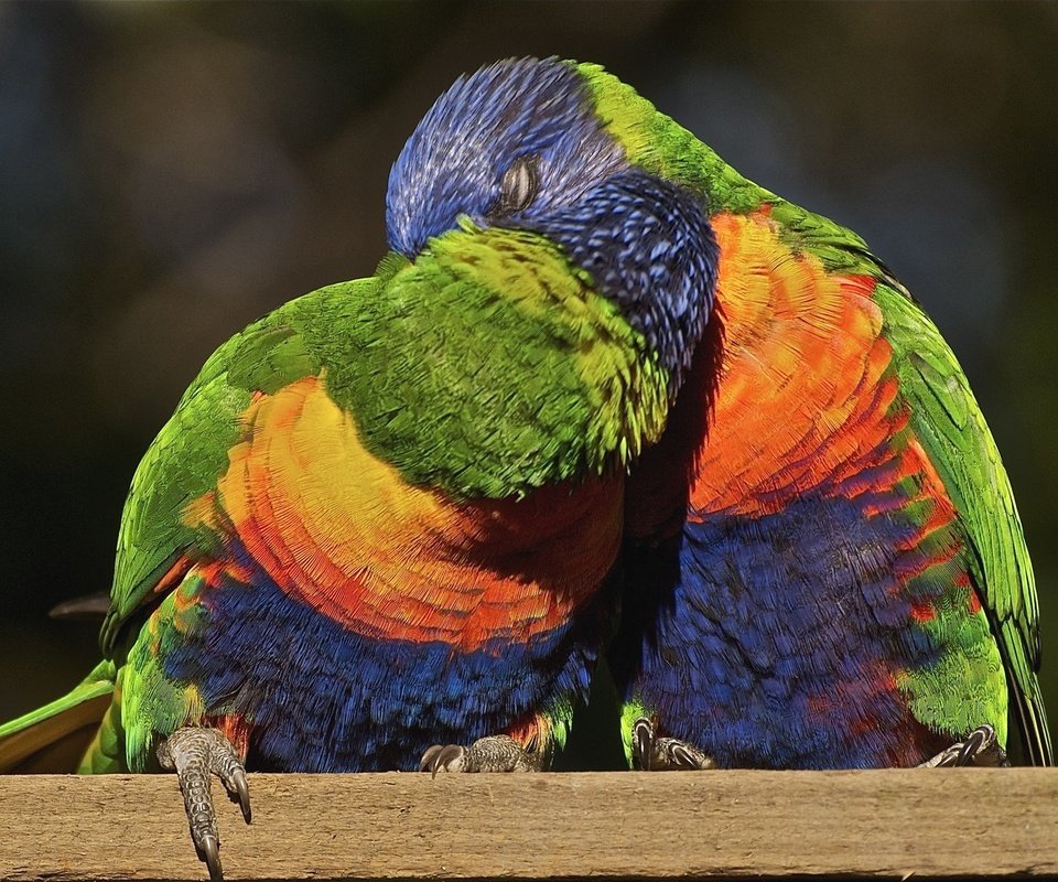 Обои птицы, поцелуй, многоцветный, попугаи, лорикет, радужный, birds, kiss, multicolor, parrots, rainbow lorikeet, rainbow разрешение 2048x1360 Загрузить
