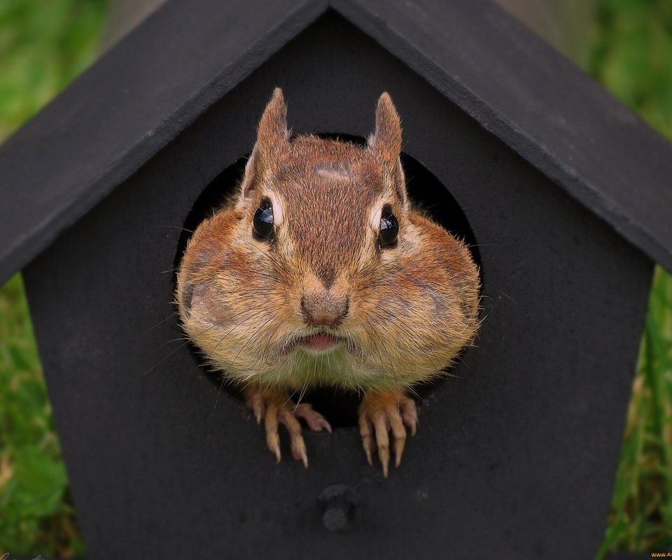 Обои домик, мордашка, зверек, скворечник, бурундук, грызун, house, face, animal, birdhouse, chipmunk, rodent разрешение 1920x1440 Загрузить