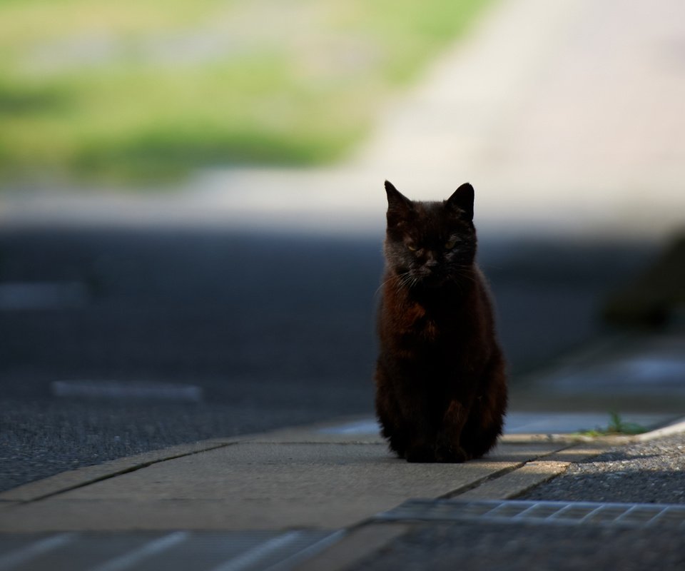 Обои дорога, кот, город, кошка, черный, солнечно, road, cat, the city, black, sunny разрешение 1920x1200 Загрузить