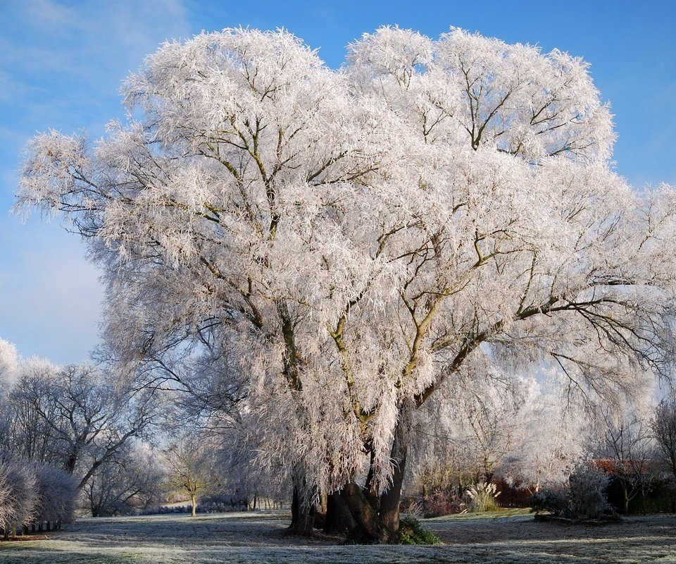 Обои снег, природа, дерево, зима, на природе, snow, nature, tree, winter разрешение 2560x1600 Загрузить