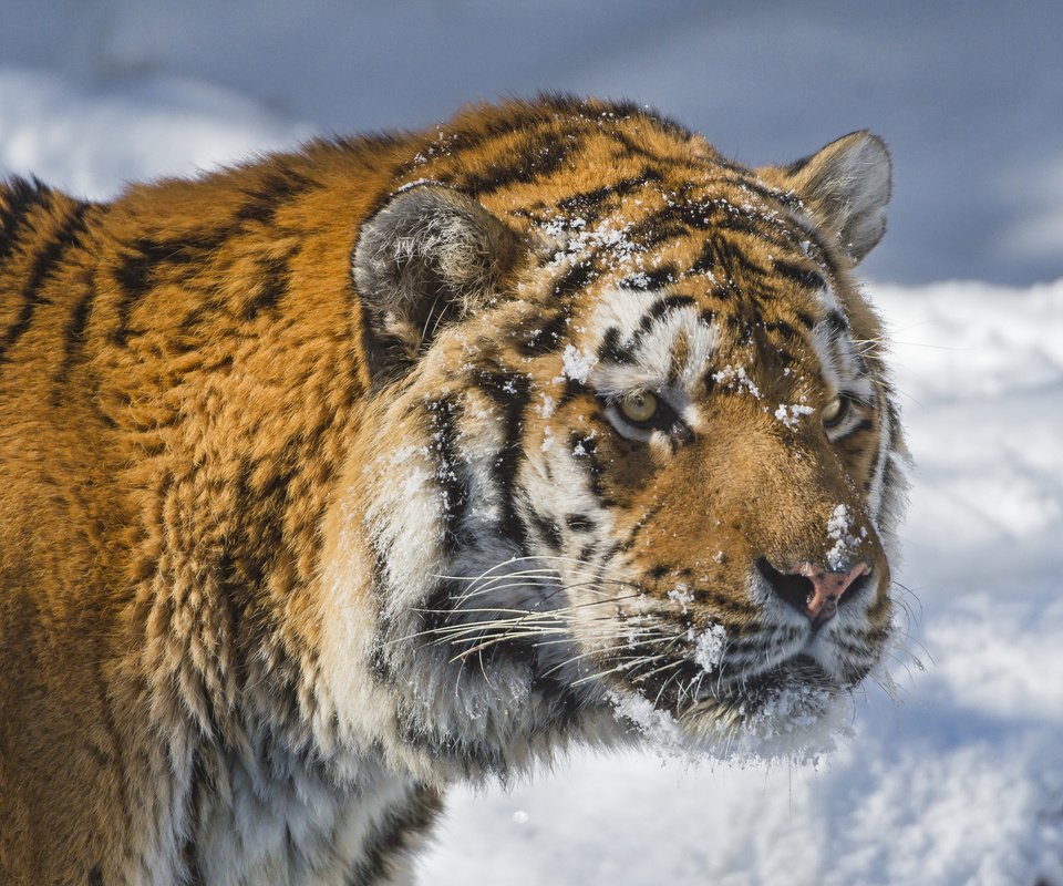 Обои тигр, морда, снег, зима, хищник, большая кошка, амурский тигр, tiger, face, snow, winter, predator, big cat, the amur tiger разрешение 2048x1365 Загрузить