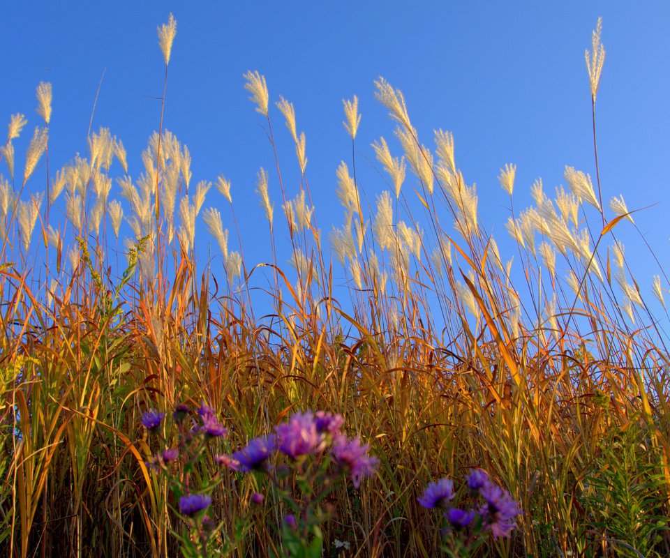 Обои небо, цветы, трава, поле, луг, растение, the sky, flowers, grass, field, meadow, plant разрешение 2048x1121 Загрузить