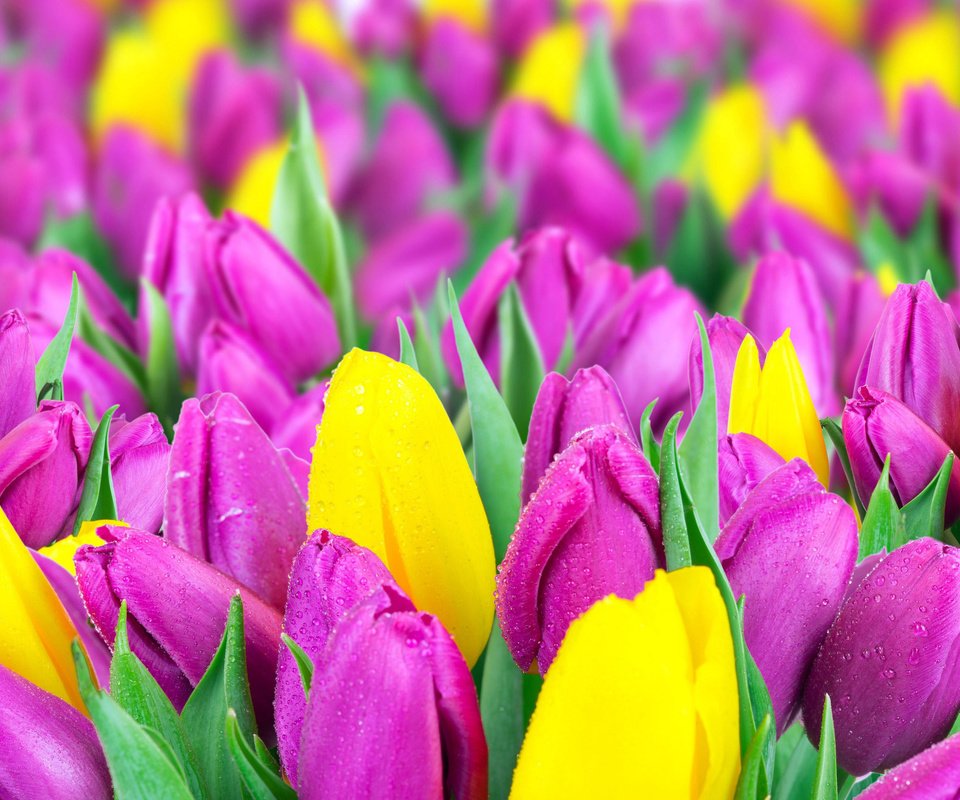 Обои цветы, весна, тюльпаны, желтые, сиреневые, flowers, spring, tulips, yellow, lilac разрешение 4350x2060 Загрузить