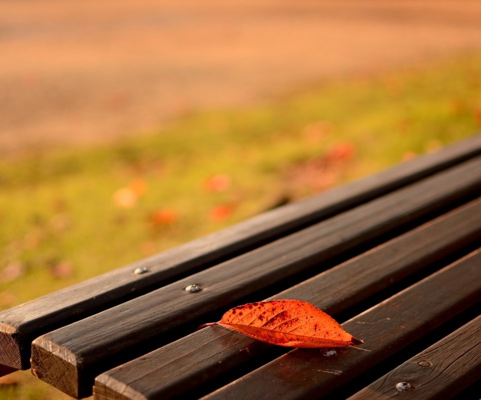 Обои природа, макро, осень, лист, скамейка, nature, macro, autumn, sheet, bench разрешение 1920x1200 Загрузить