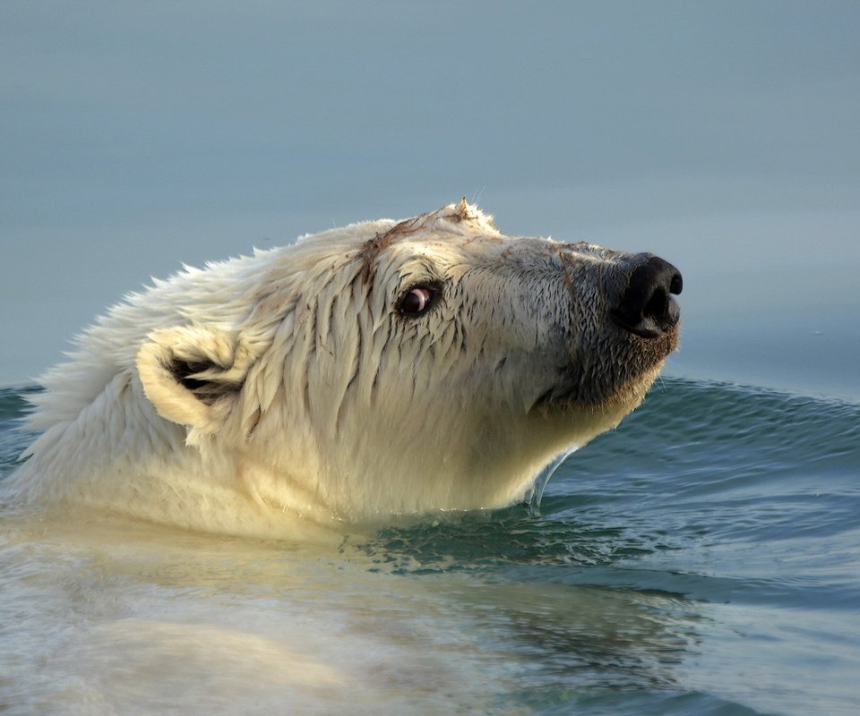 Обои вода, медведь, голова, белый медведь, water, bear, head, polar bear разрешение 1920x1200 Загрузить