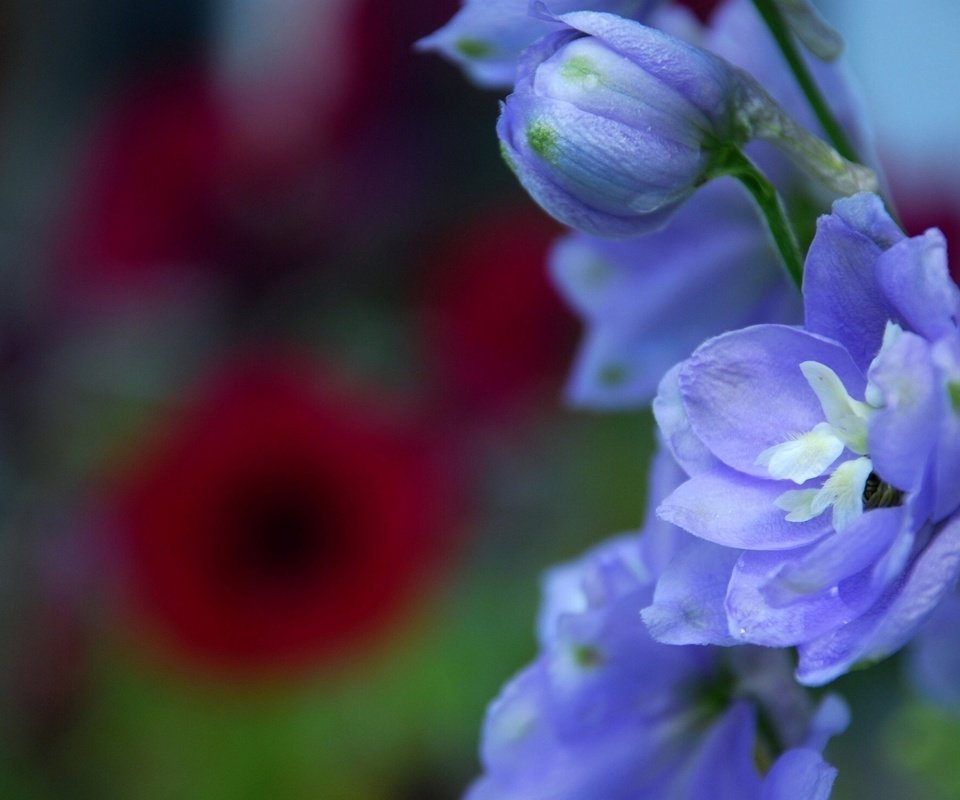 Обои цветы, макро, лепестки, синие, дельфиниум, бутончик, flowers, macro, petals, blue, delphinium, rosebud разрешение 1920x1285 Загрузить