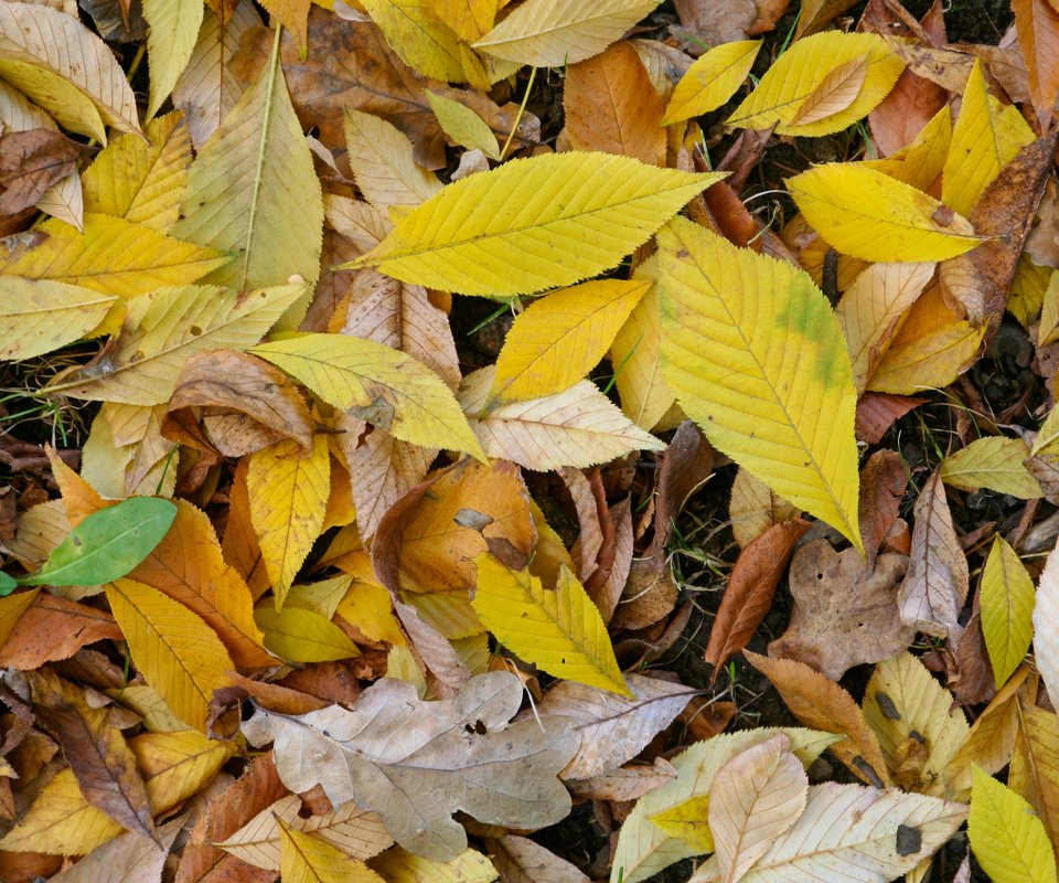 Обои природа, листья, макро, осень, nature, leaves, macro, autumn разрешение 3456x2304 Загрузить