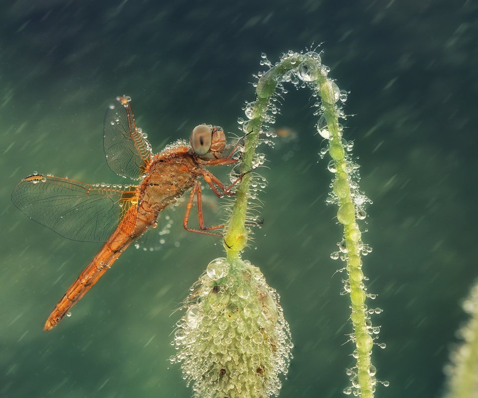 Обои макро, цветок, капли, насекомые, стрекоза, macro, flower, drops, insects, dragonfly разрешение 2000x1353 Загрузить