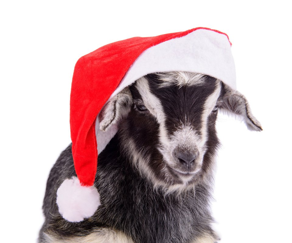 Обои коза, шапка, праздник, goat, hat, holiday разрешение 1920x1280 Загрузить