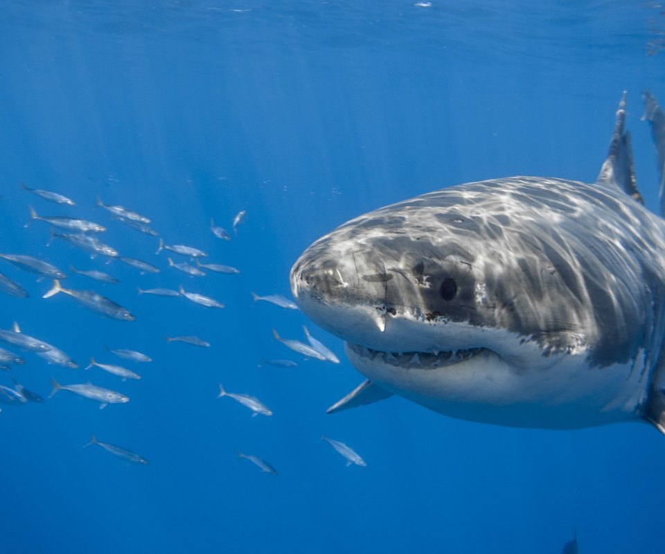 Обои океан, акула, подводный мир, the ocean, shark, underwater world разрешение 2560x1707 Загрузить