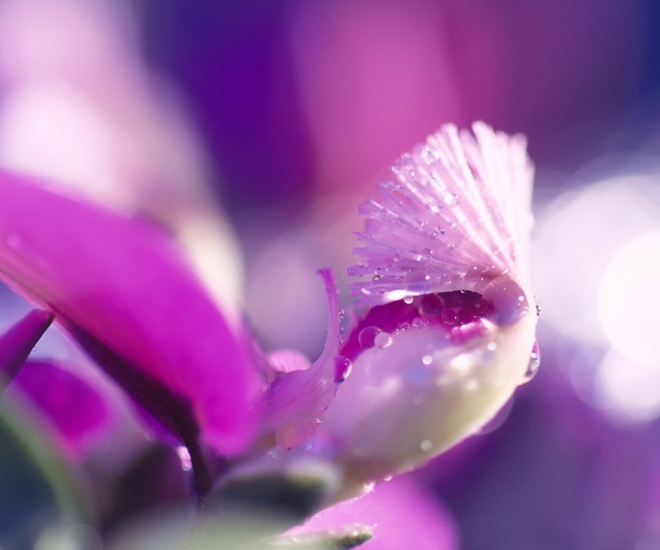 Обои цветок, розовый, капли воды, flower, pink, water drops разрешение 1920x1200 Загрузить
