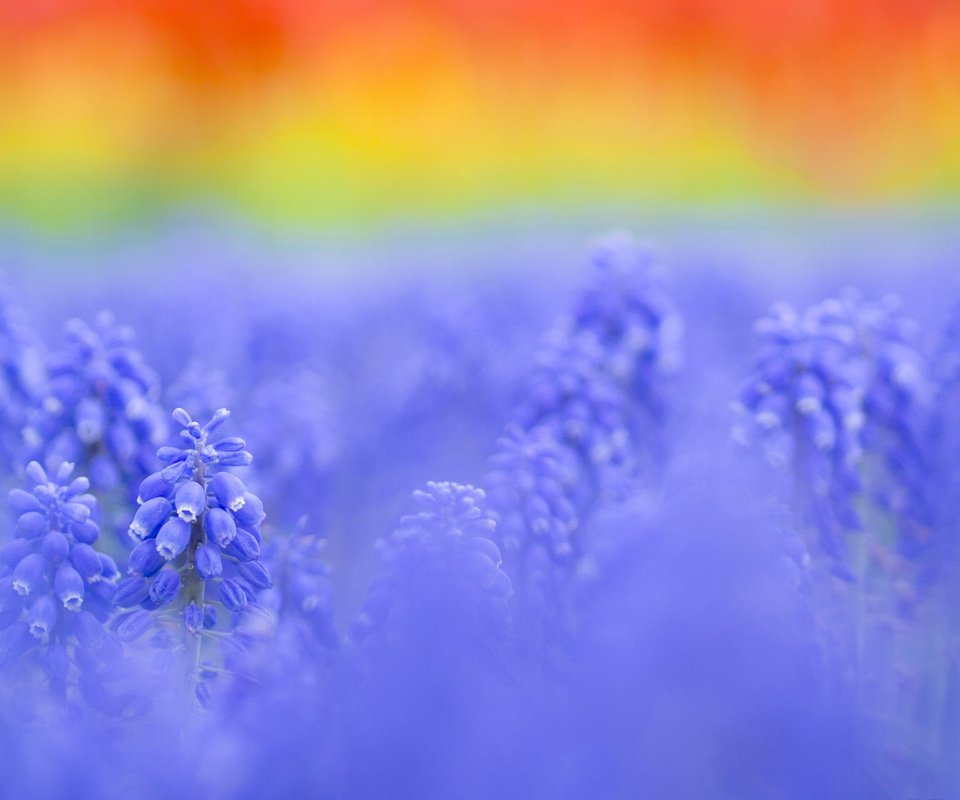 Обои фон, мускари, background, muscari разрешение 1920x1200 Загрузить