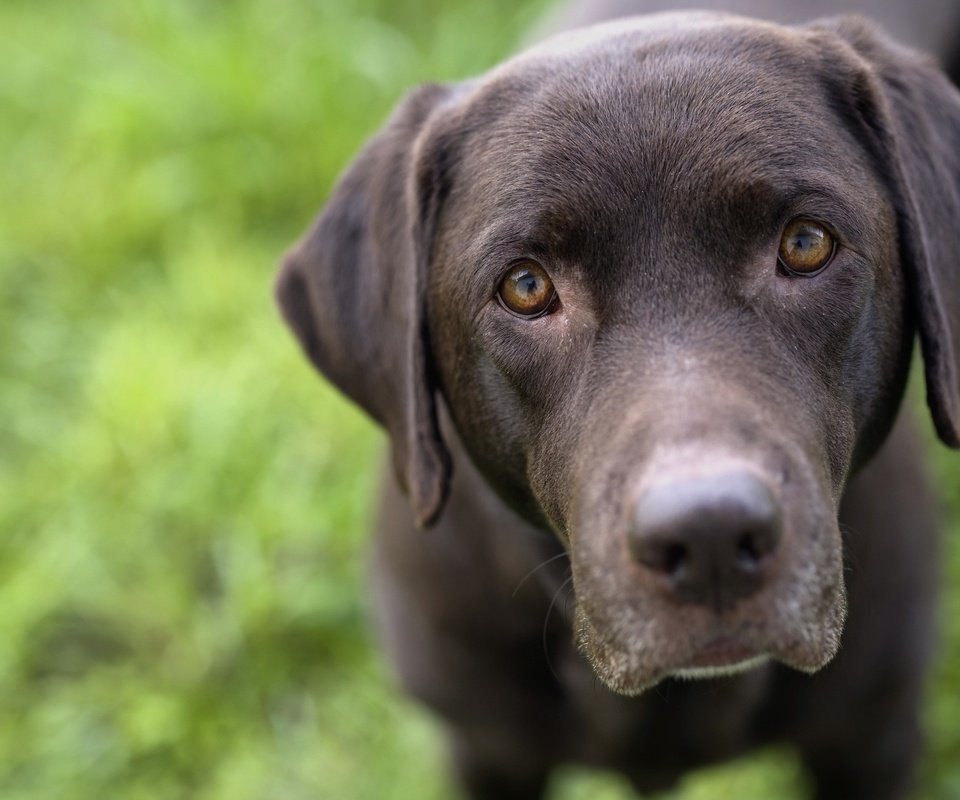Обои взгляд, черный, собака, лабрадор-ретривер, look, black, dog, labrador retriever разрешение 2560x1707 Загрузить