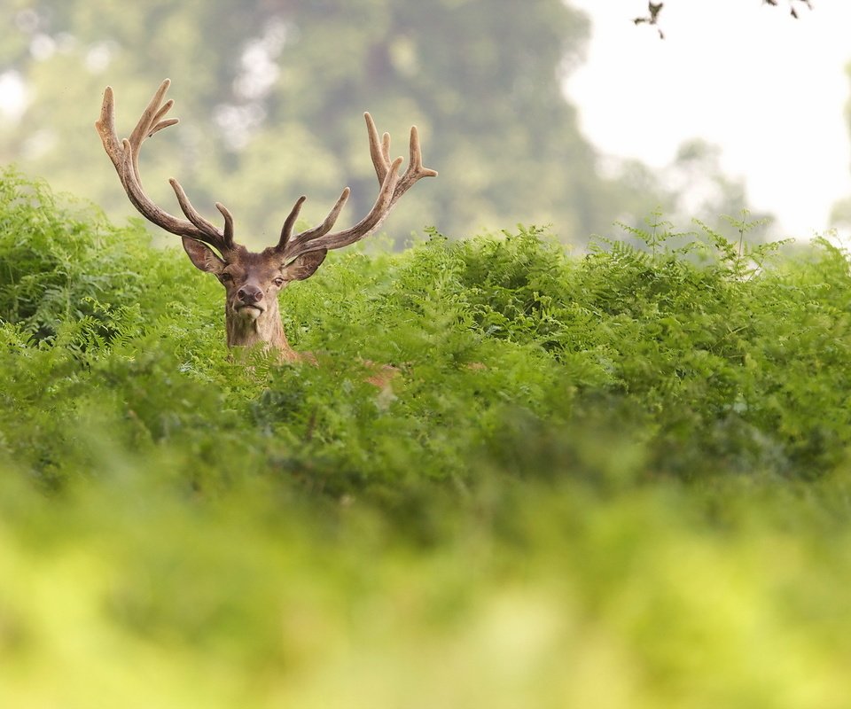 Обои природа, олень, лето, рога, папоротник, nature, deer, summer, horns, fern разрешение 1920x1200 Загрузить