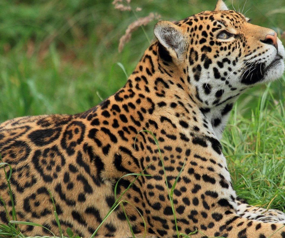 Обои трава, хищник, профиль, ягуар, отдых, дикая кошка, grass, predator, profile, jaguar, stay, wild cat разрешение 1920x1200 Загрузить