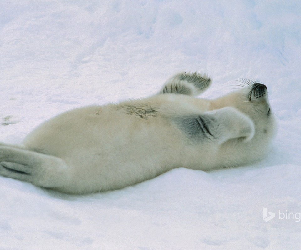 Обои снег, малыш, тюлень, детеныш, морской котик, белёк, арктика. тюлень, snow, baby, seal, cub, navy seal, belek, arctic. seal разрешение 1920x1200 Загрузить