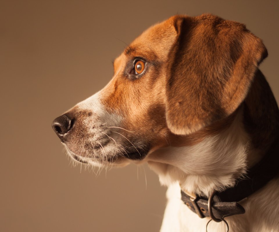 Обои собака, профиль, бигль, dog, profile, beagle разрешение 4752x3168 Загрузить