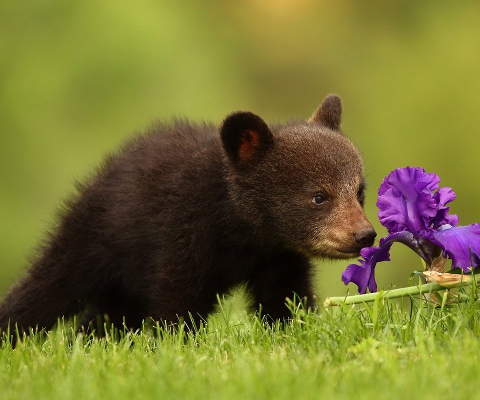 Обои трава, природа, цветок, медведь, медвежонок, grass, nature, flower, bear разрешение 2047x1321 Загрузить