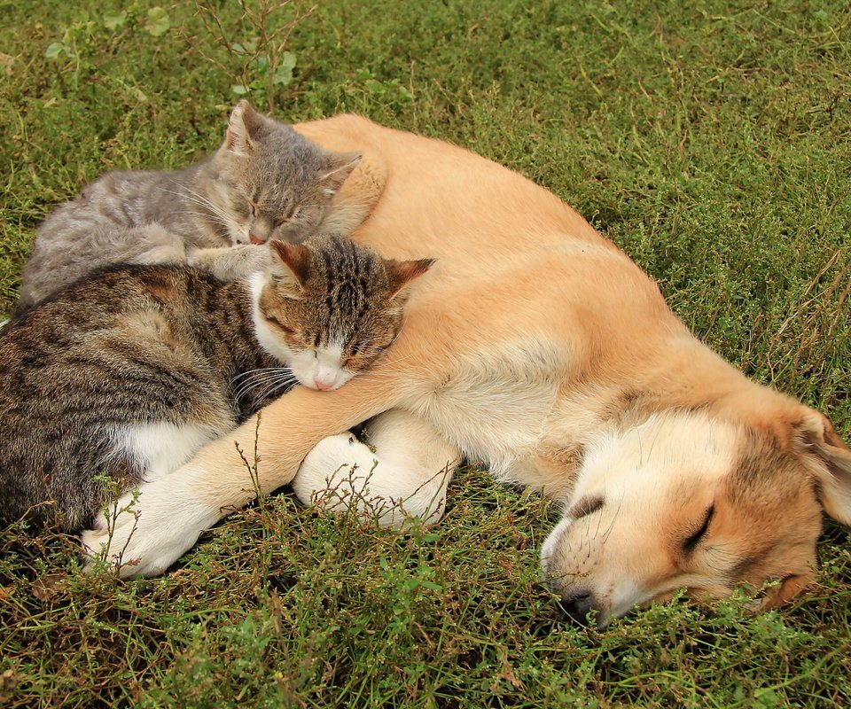 Обои собака, кошки, друзья, dog, cats, friends разрешение 1920x1280 Загрузить
