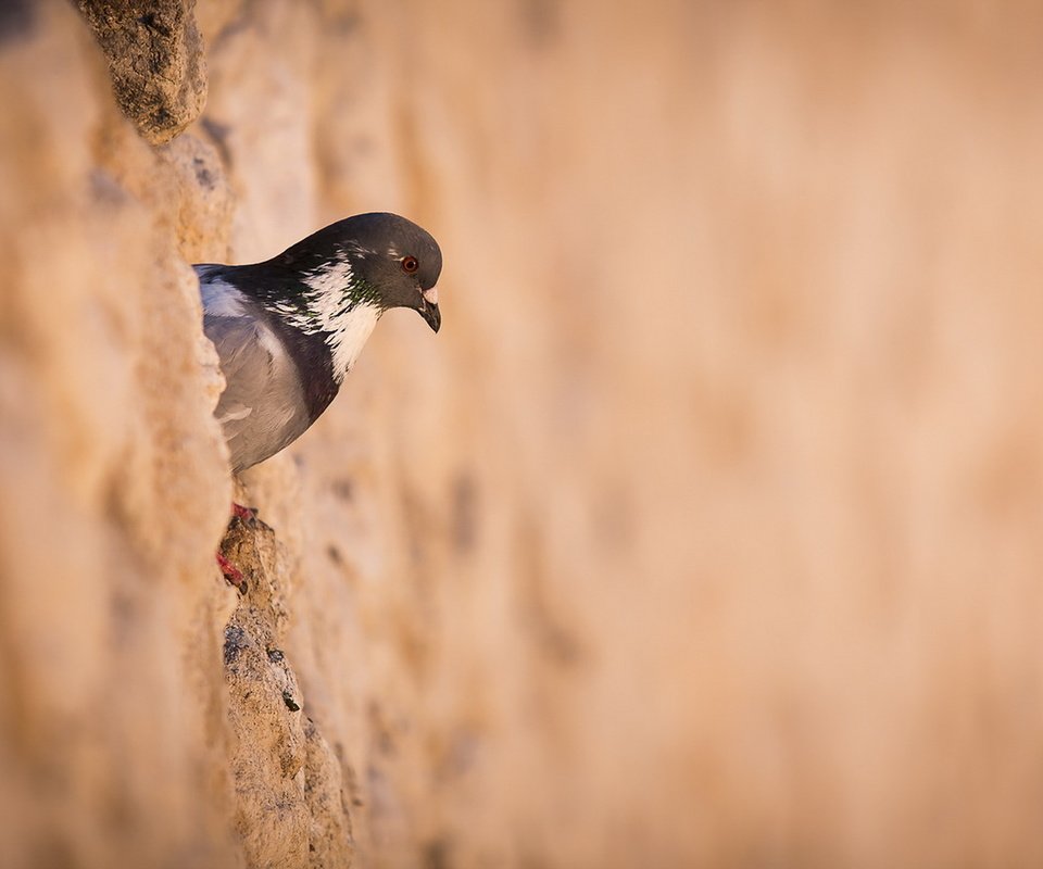 Обои стена, птица, голубь, птаха, wall, bird, dove разрешение 1920x1080 Загрузить